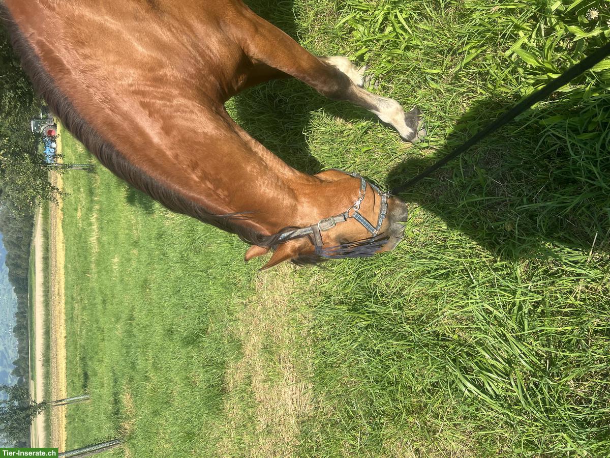 Bild 9: Freibergerstute 18-jährig mit viel Go zu verkaufen