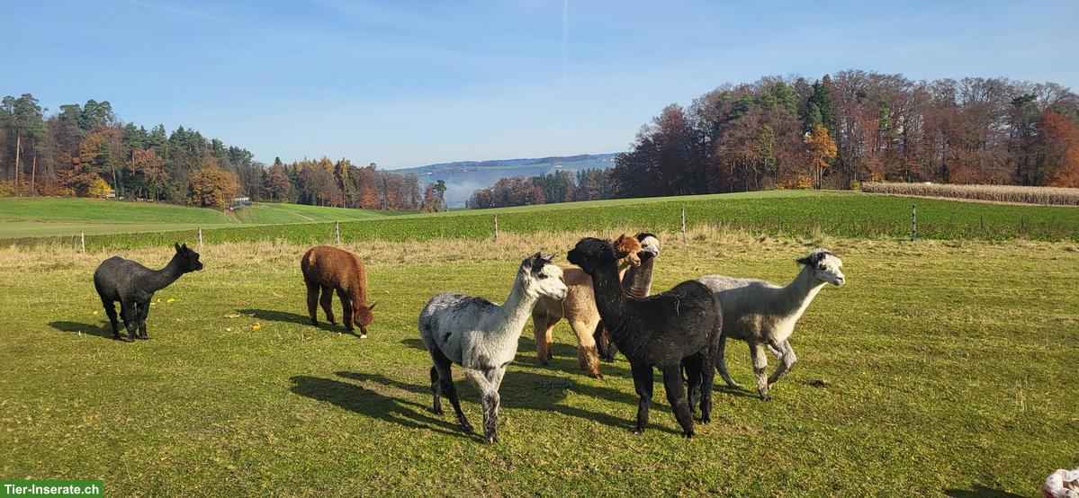 Ruhige Alpakaherde zu verkaufen, 3 Stuten & 3 Wallache