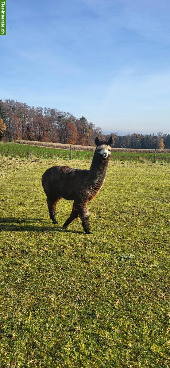 Bild 2: Ruhige Alpakaherde zu verkaufen, 3 Stuten & 3 Wallache