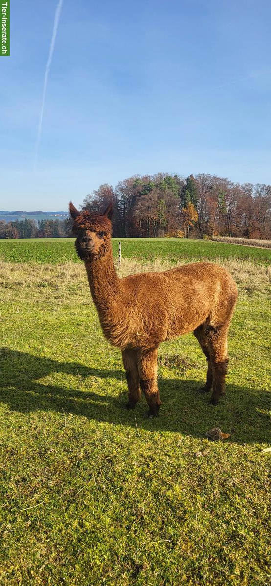Bild 4: Ruhige Alpakaherde zu verkaufen, 3 Stuten & 3 Wallache