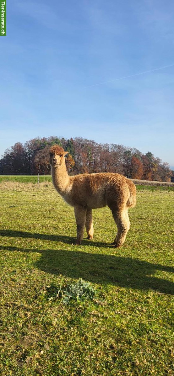 Bild 5: Ruhige Alpakaherde zu verkaufen, 3 Stuten & 3 Wallache