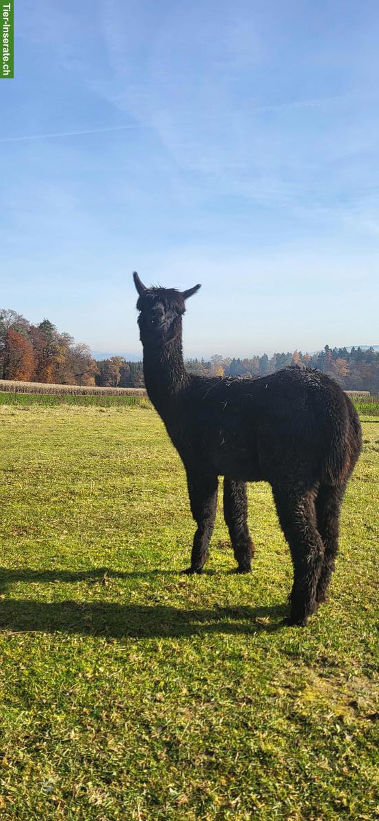Bild 6: Ruhige Alpakaherde zu verkaufen, 3 Stuten & 3 Wallache