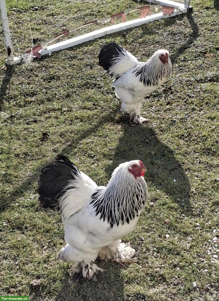 Zwerg Brahma Hähne, Schwarz-Weiss Columbia