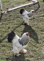 Zwerg Brahma Hähne, Schwarz-Weiss Columbia