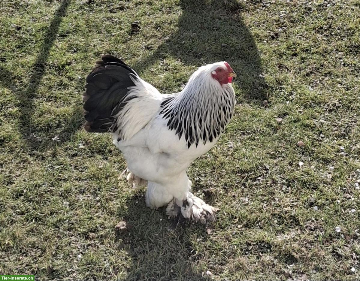 Bild 2: Zwerg Brahma Hähne, Schwarz-Weiss Columbia