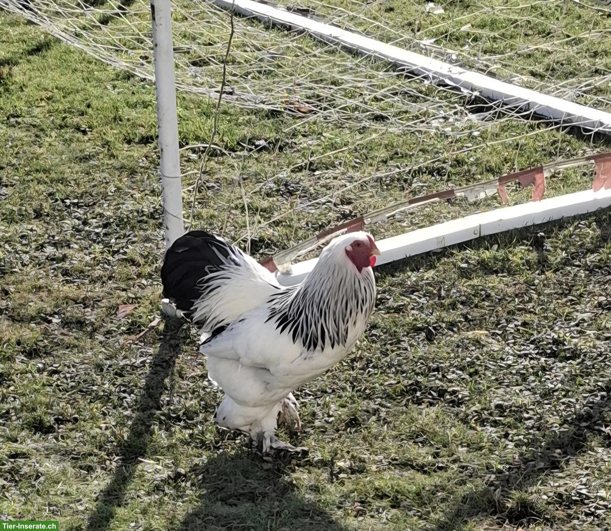 Bild 3: Zwerg Brahma Hähne, Schwarz-Weiss Columbia
