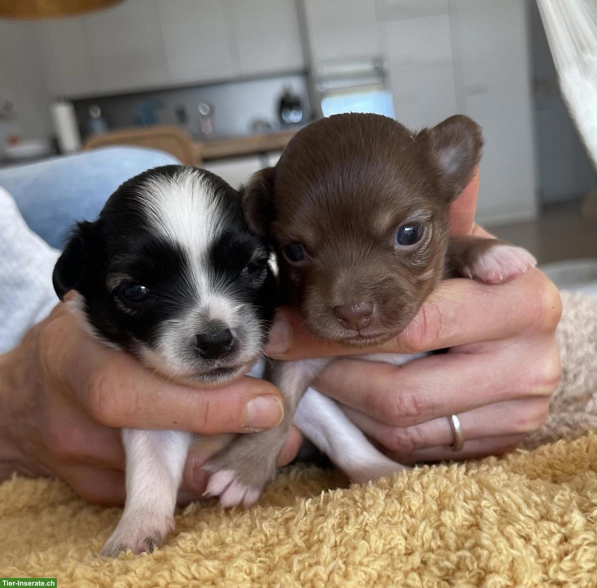 Chihuahua Welpen suchen liebevolles Zuhause