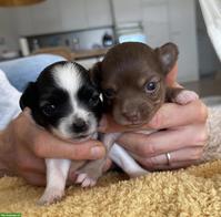 Chihuahua Welpen aus privatem Schweizer Haushalt