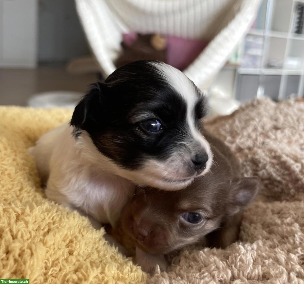 Bild 2: Chihuahua Welpen suchen liebevolles Zuhause