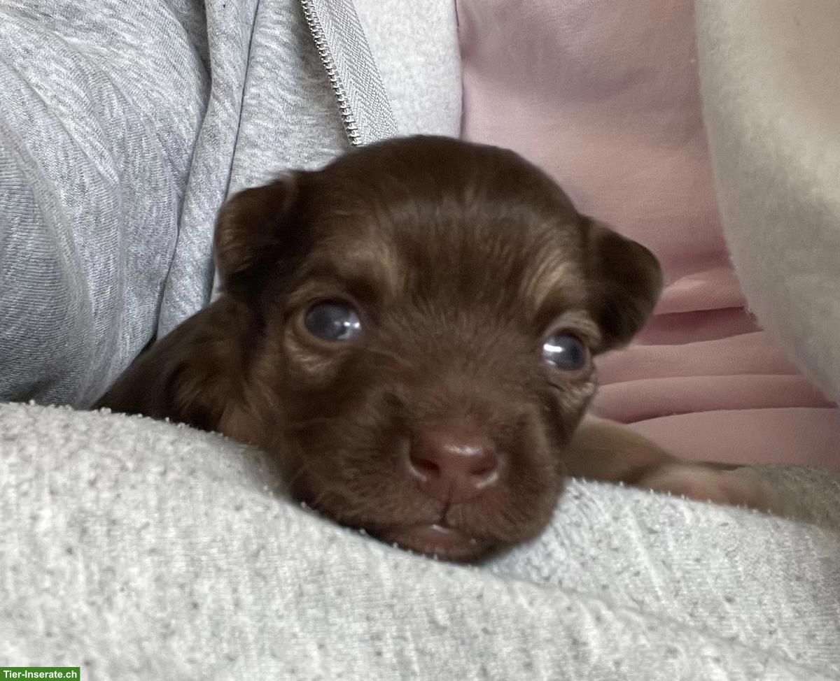 Bild 3: Chihuahua Welpen suchen liebevolles Zuhause