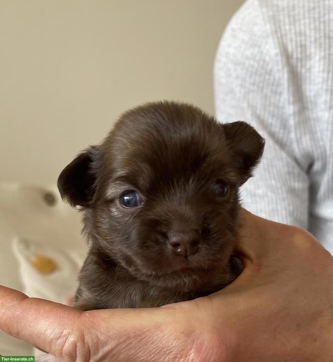 Bild 4: Chihuahua Welpen suchen liebevolles Zuhause