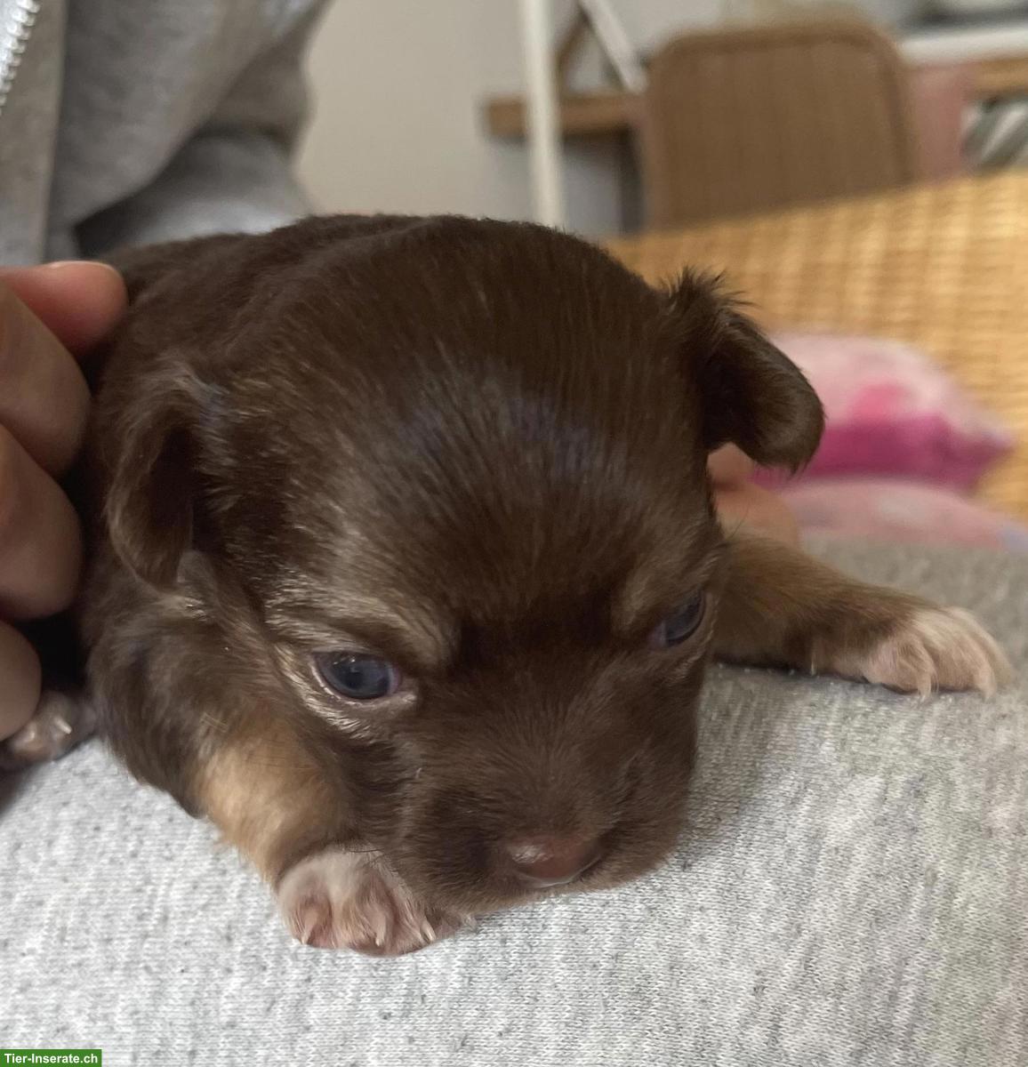 Bild 5: Chihuahua Welpen suchen liebevolles Zuhause