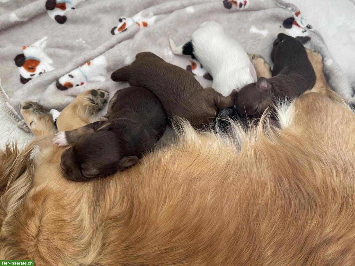 Bild 7: Chihuahua Welpen suchen liebevolles Zuhause