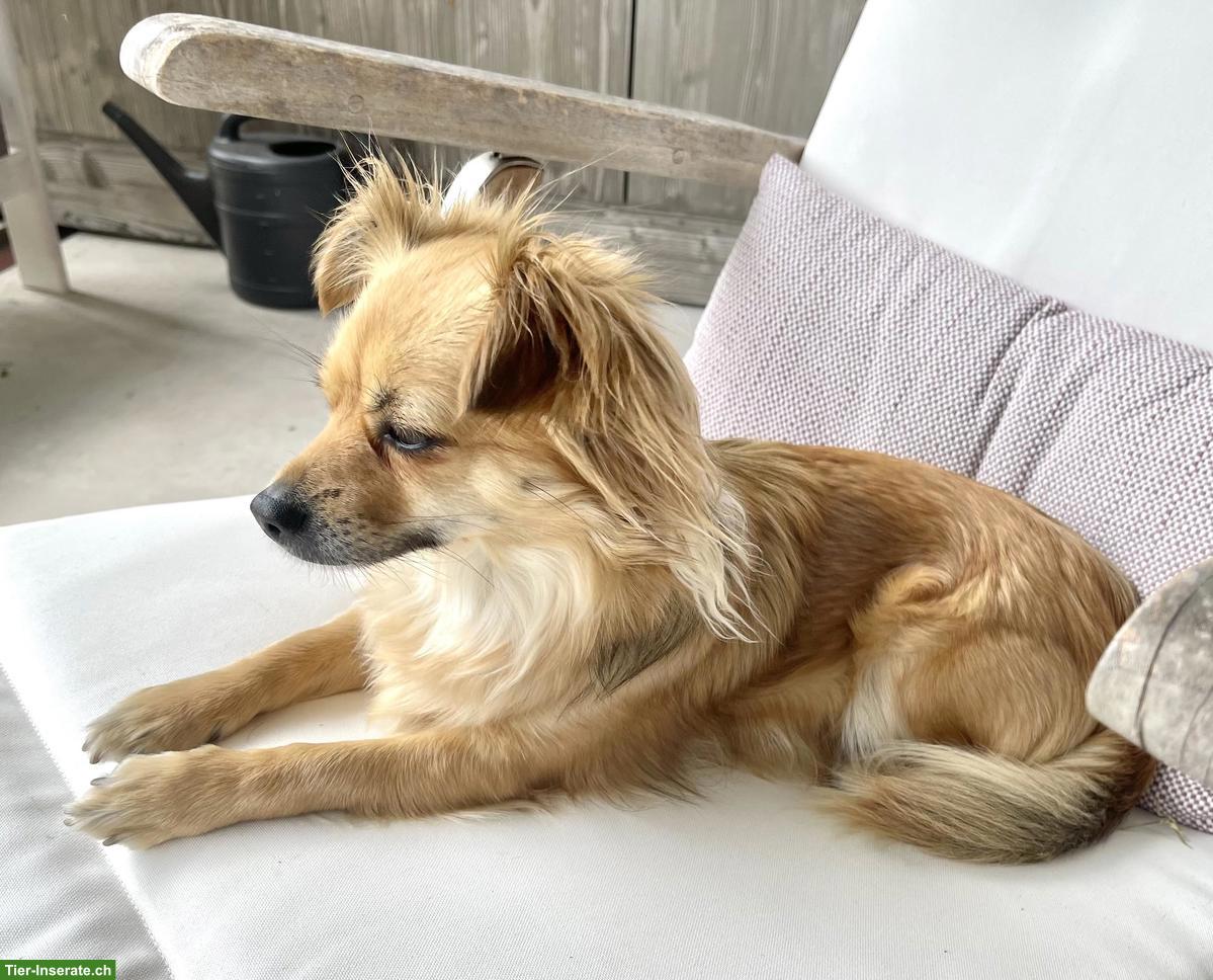 Bild 8: Chihuahua Welpen suchen liebevolles Zuhause