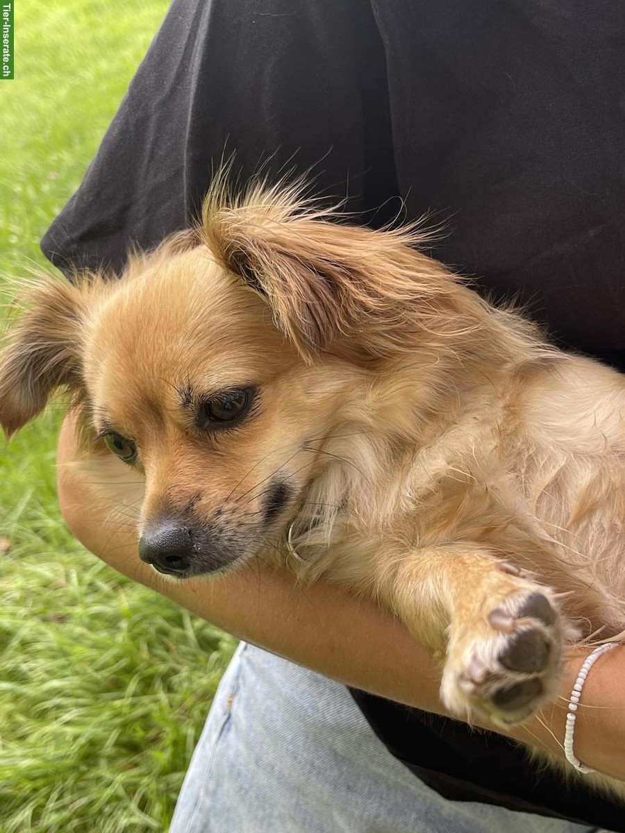 Bild 9: Chihuahua Welpen suchen liebevolles Zuhause