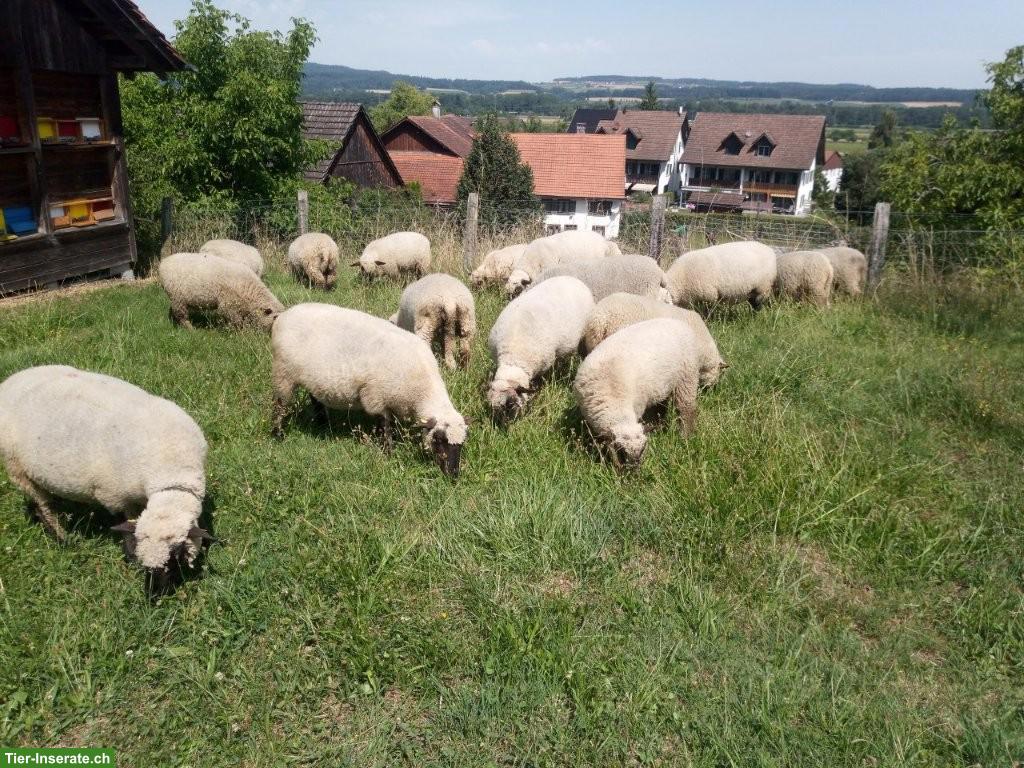 Shropshire Schafe zu verkaufen