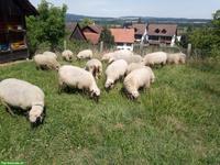 Shropshire Schafe zu verkaufen