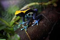 Färberfrosch (Dendrobates tinctorius) "Brasilianer"