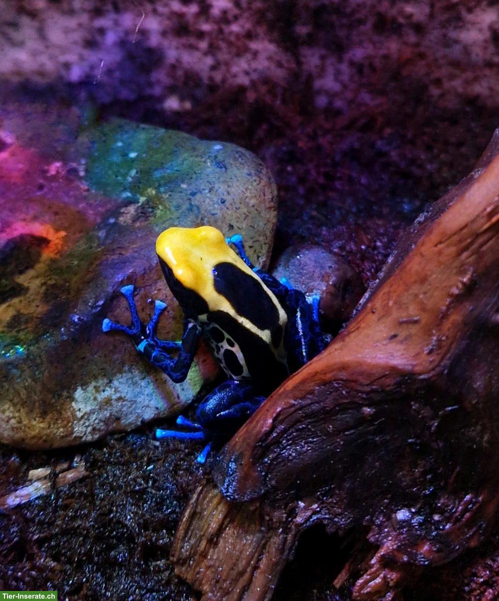 Bild 2: Färberfrosch (Dendrobates tinctorius) "Brasilianer"