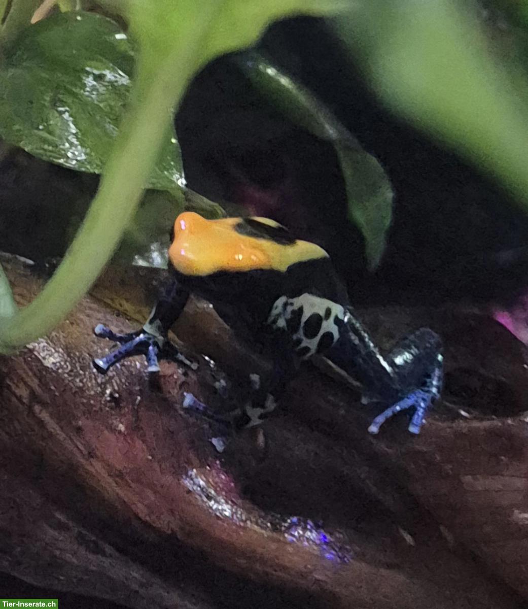 Bild 3: Färberfrosch (Dendrobates tinctorius) "Brasilianer"