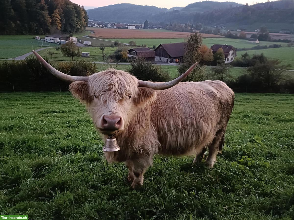 Schottische Hochlandrinder, Kühe mit Ochsen-Kälbern