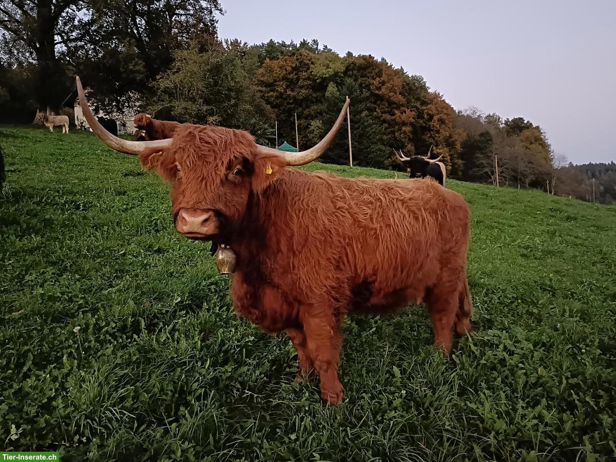 Bild 2: Schottische Hochlandrinder, Kühe mit Ochsen-Kälbern