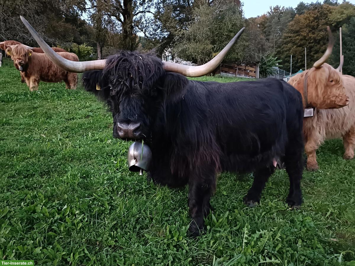 Bild 3: Schottische Hochlandrinder, Kühe mit Ochsen-Kälbern