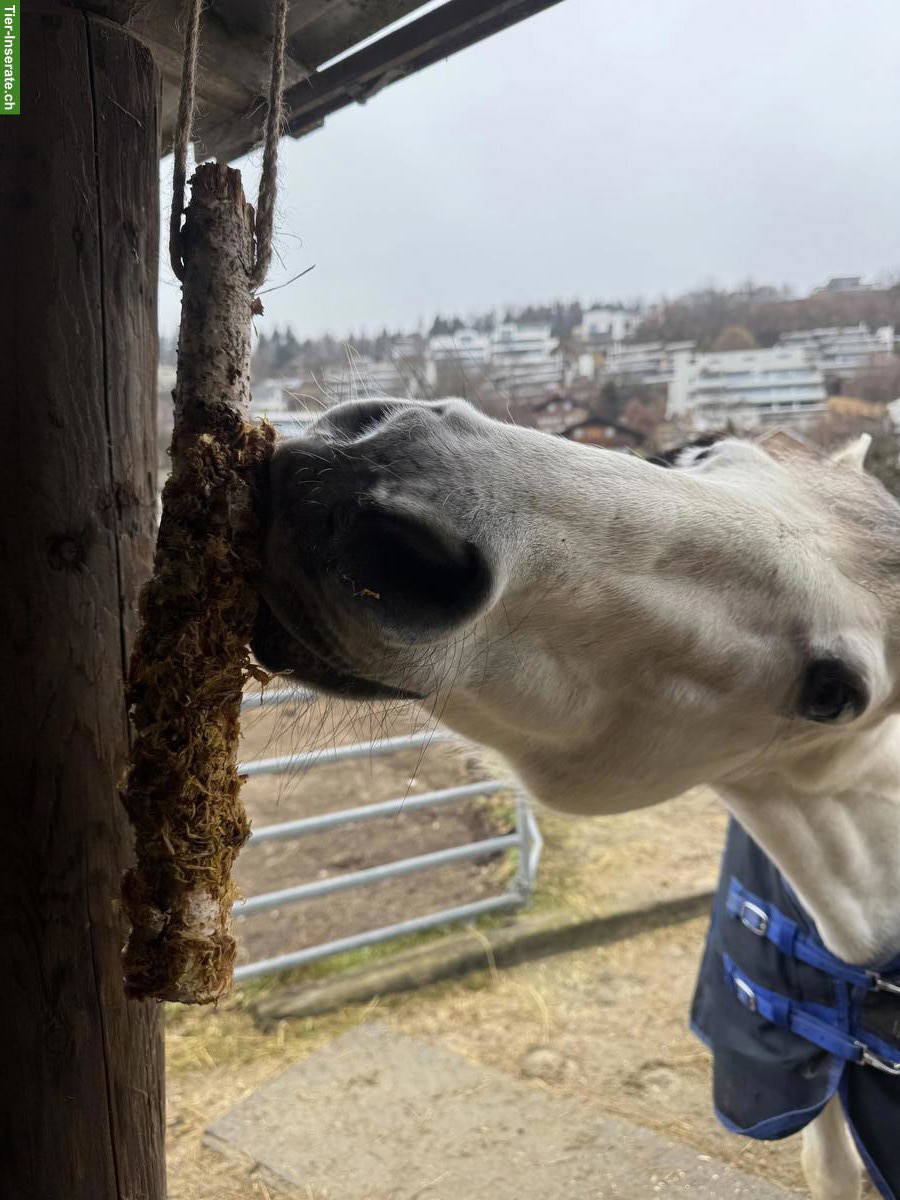 Bild 2: Natürlicher Knabberspass für Pferde, handgemacht