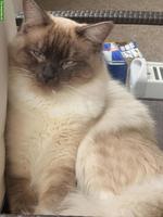 Deckkater Ragdoll in blue-point