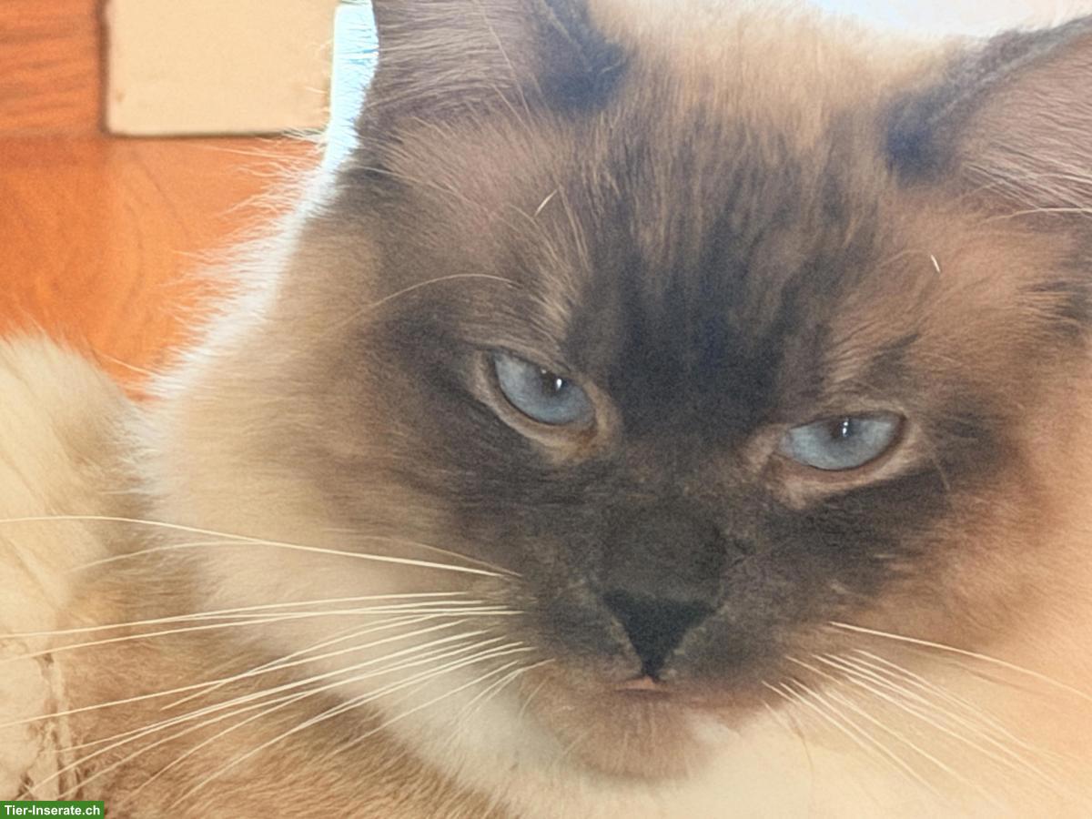 Bild 2: Deckkater Ragdoll in blue-point