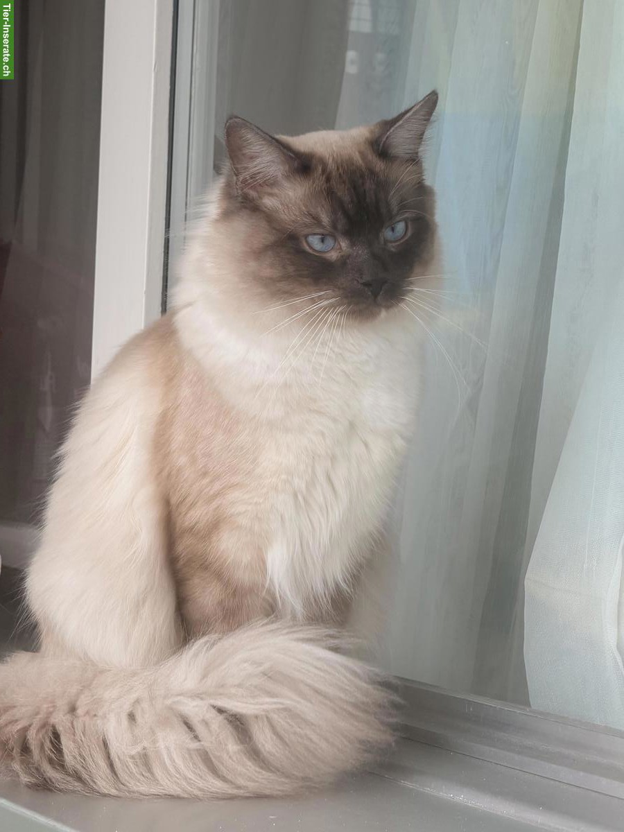 Bild 3: Deckkater Ragdoll in blue-point