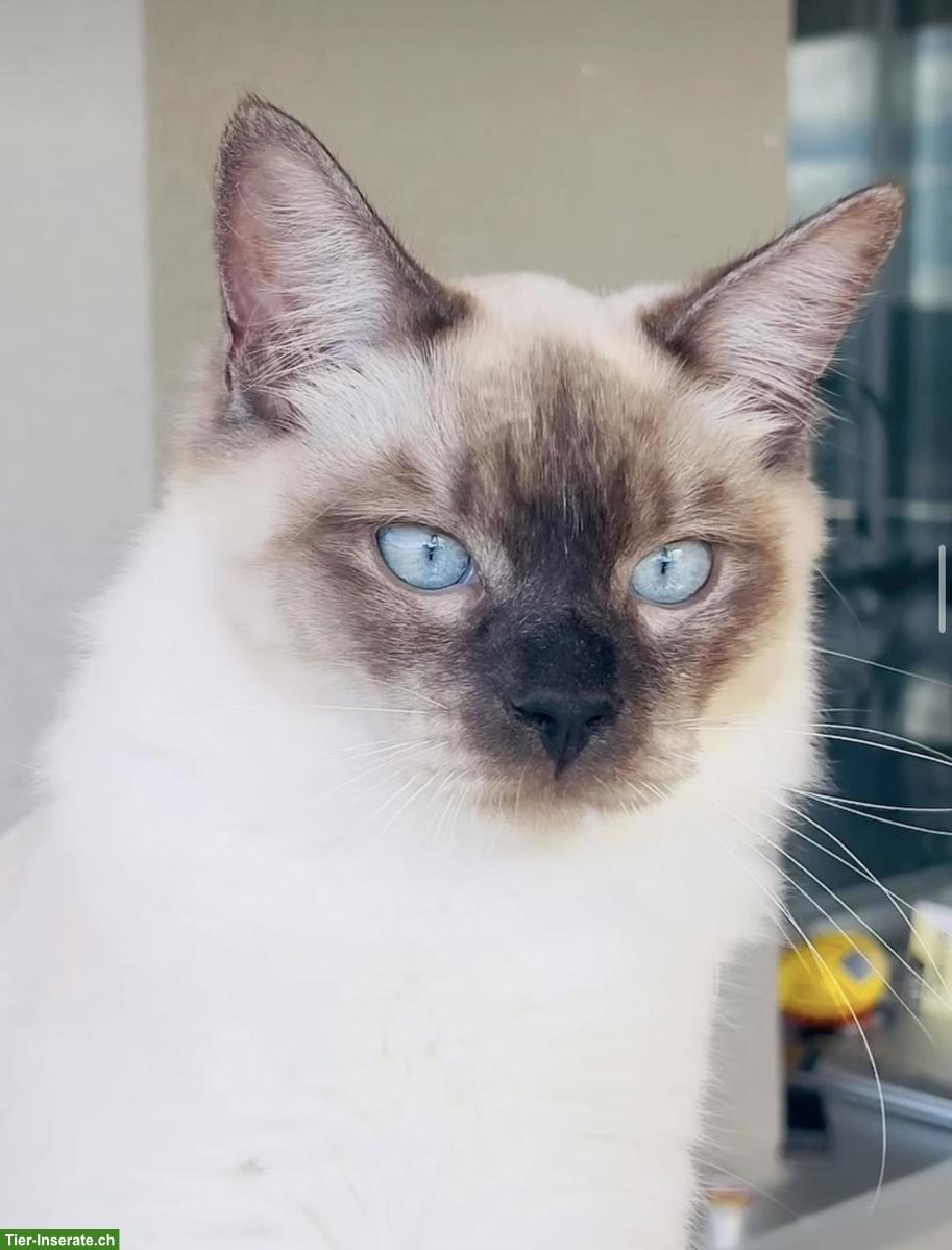 Bild 4: Deckkater Ragdoll in blue-point