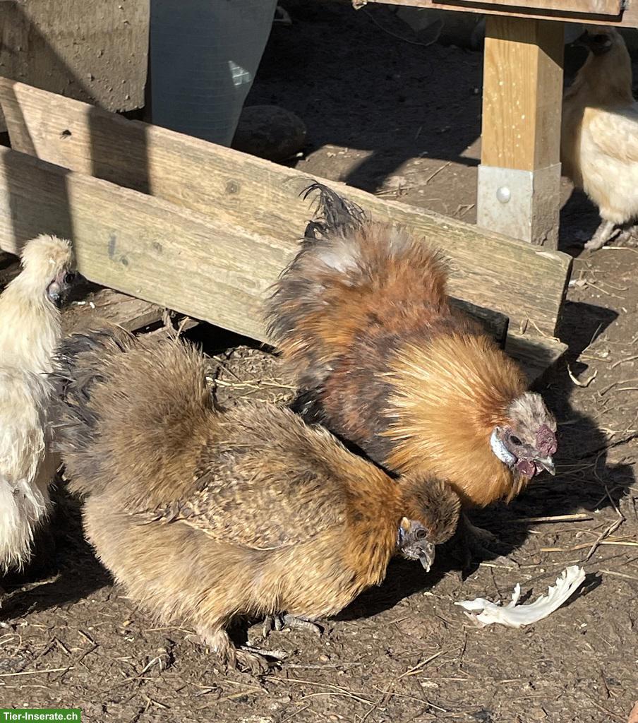 Zwerg-Seidenhahn & Zwerg-Seidenhenne abzugeben