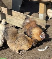 Zwerg-Seidenhahn & Zwerg-Seidenhenne abzugeben
