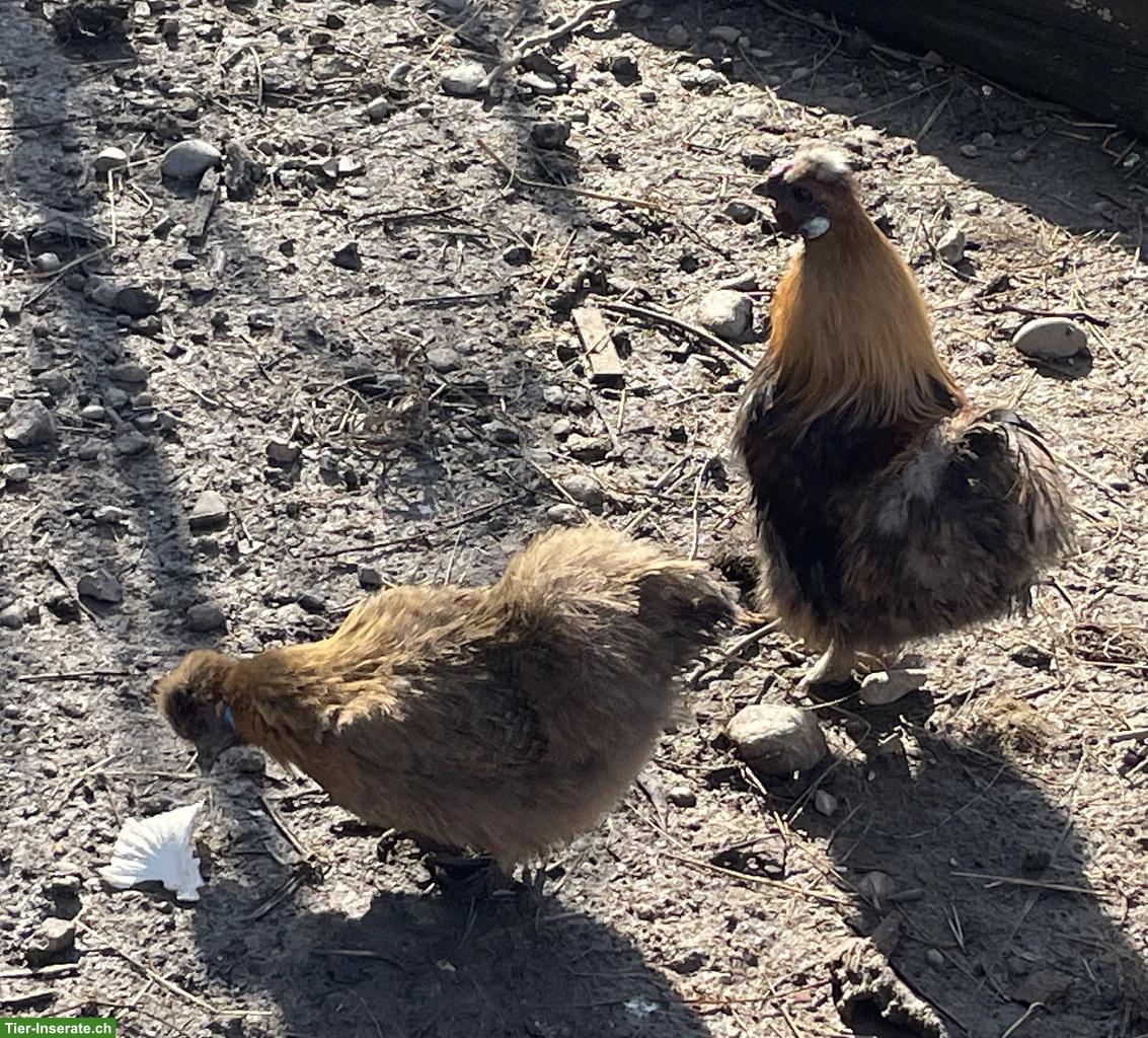 Bild 2: Zwerg-Seidenhahn & Zwerg-Seidenhenne abzugeben