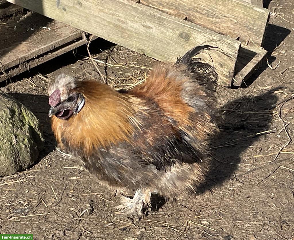 Bild 3: Zwerg-Seidenhahn & Zwerg-Seidenhenne abzugeben