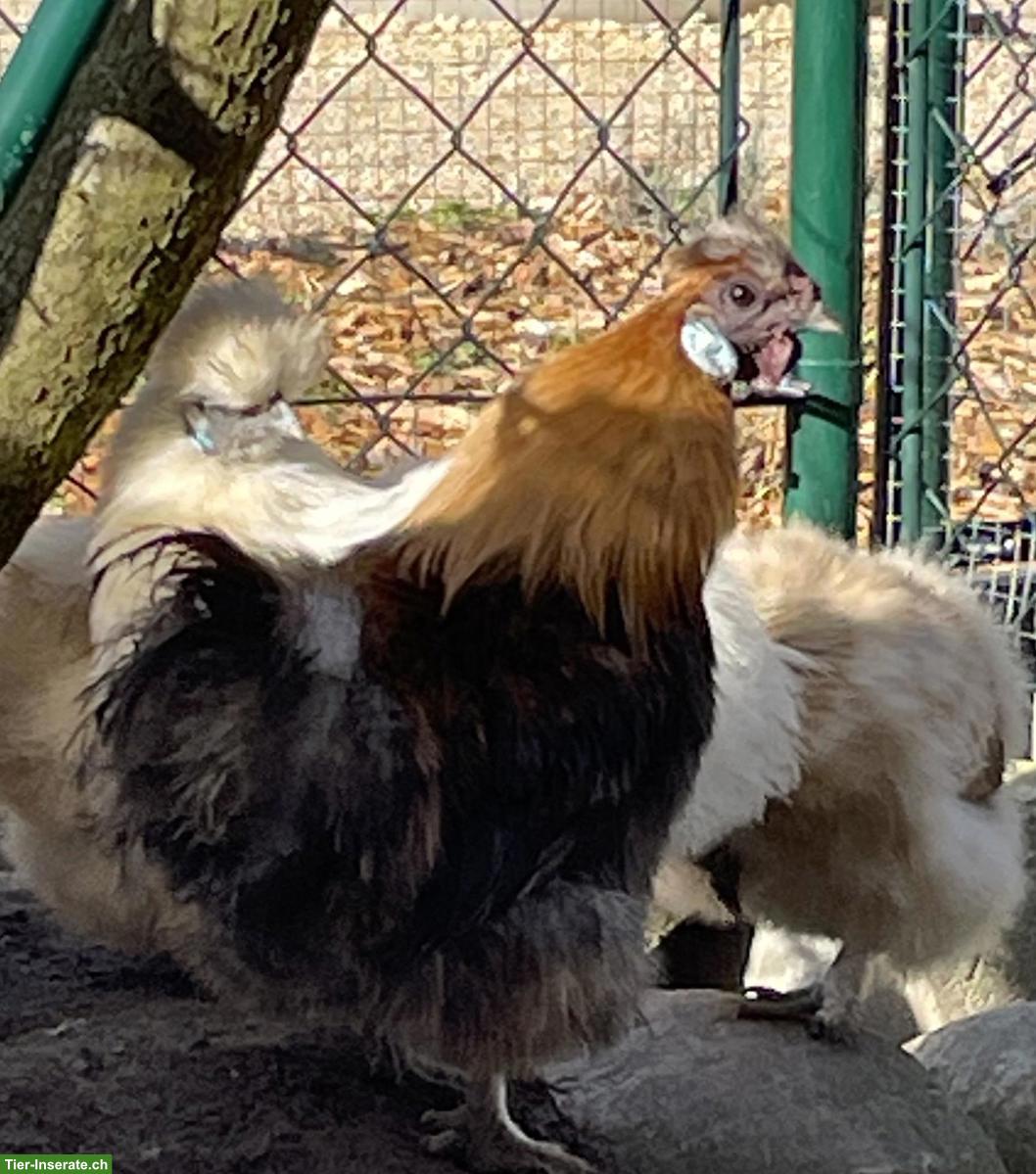 Bild 4: Zwerg-Seidenhahn & Zwerg-Seidenhenne abzugeben