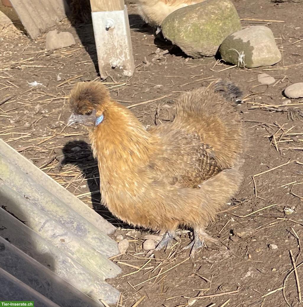 Bild 5: Zwerg-Seidenhahn & Zwerg-Seidenhenne abzugeben