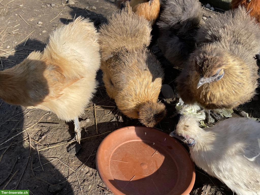 Bild 6: Zwerg-Seidenhahn & Zwerg-Seidenhenne abzugeben