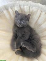 BKH / Scottish Fold Kitten, Kater, schwarz, sucht Zuhause