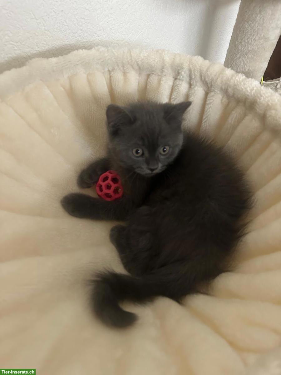 Bild 2: BKH / Scottish Fold Kitten, Kater, schwarz, sucht Zuhause