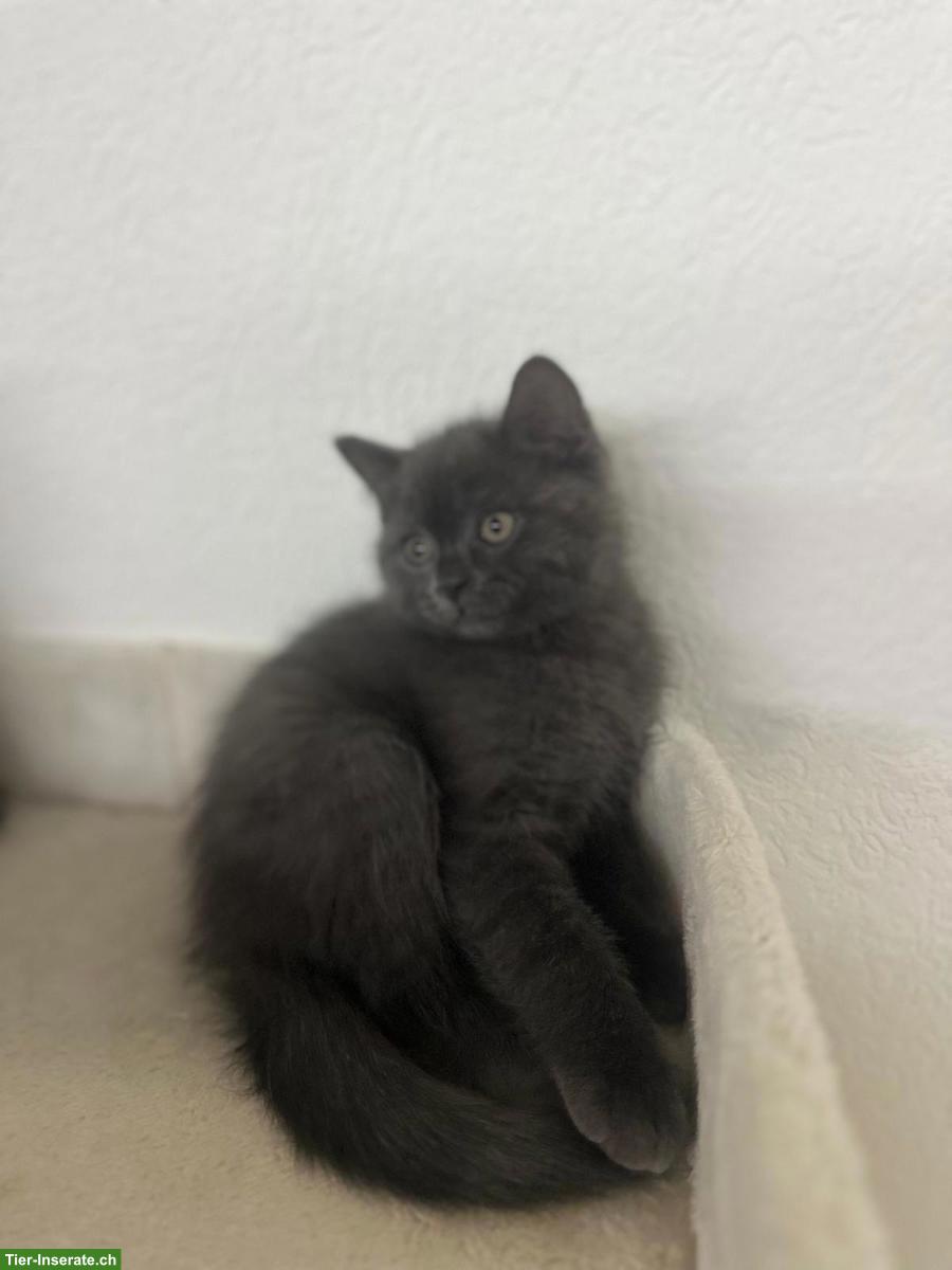 Bild 3: BKH / Scottish Fold Kitten, Kater, schwarz, sucht Zuhause