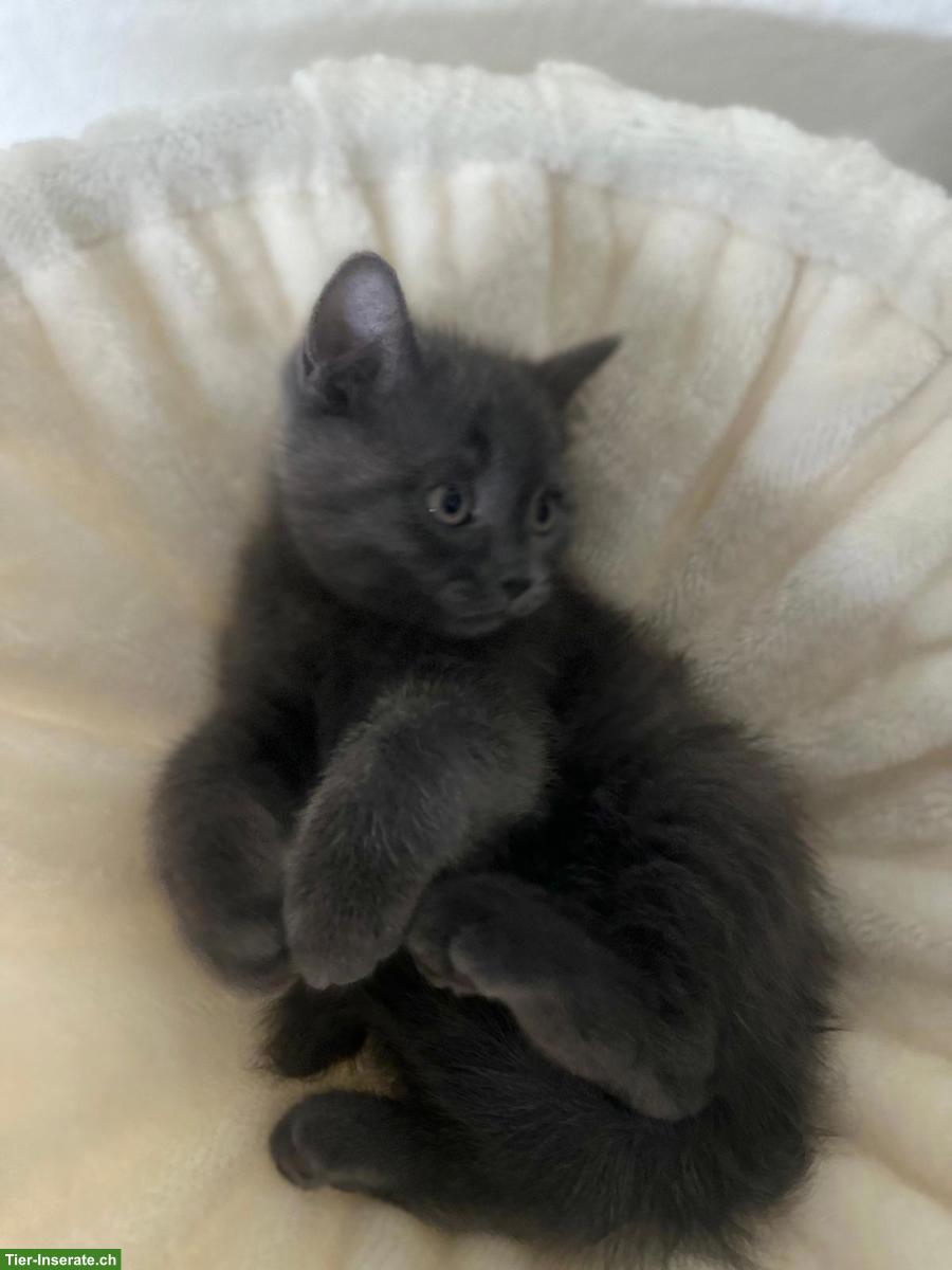 Bild 4: BKH / Scottish Fold Kitten, Kater, schwarz, sucht Zuhause