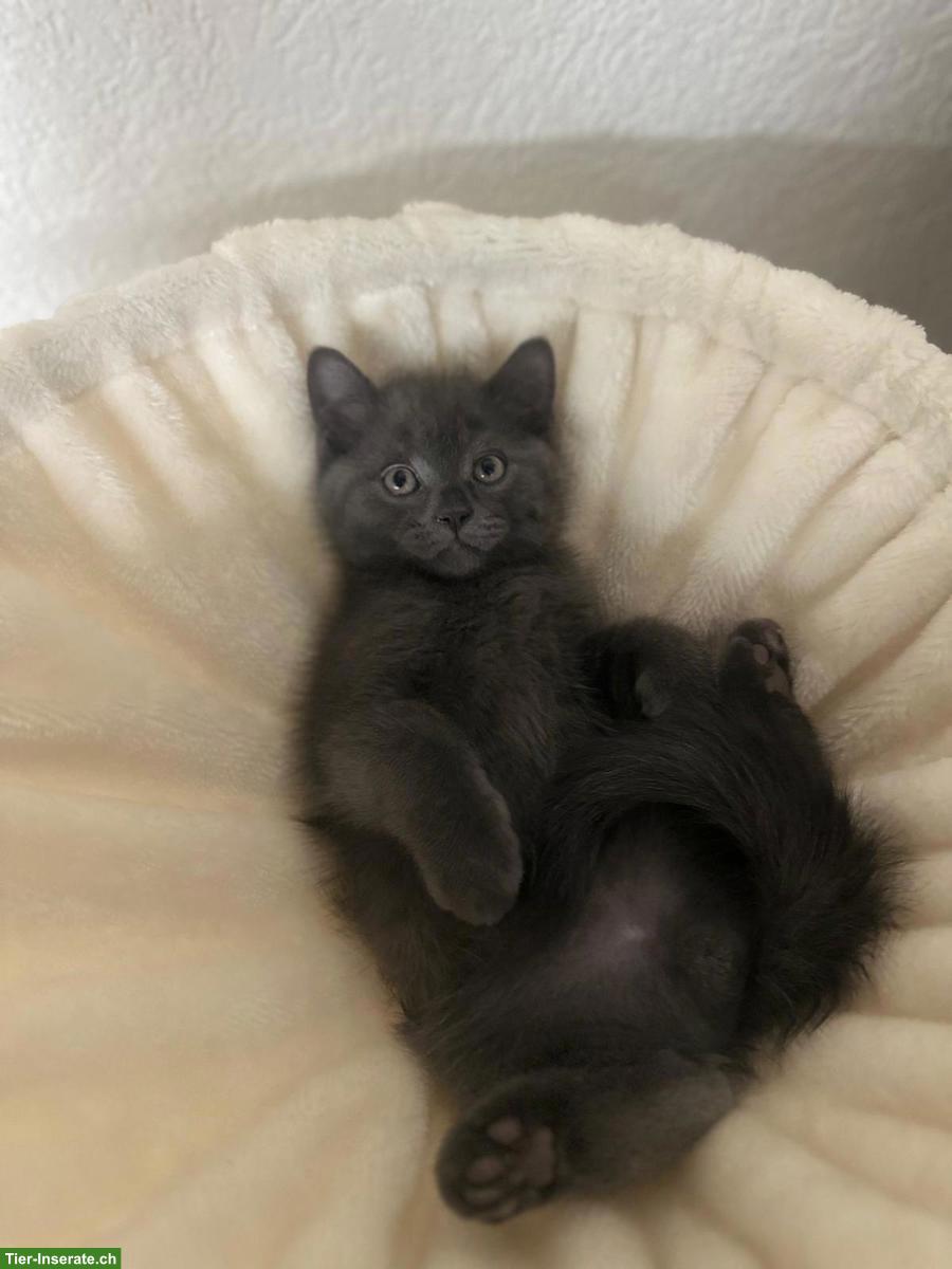 Bild 6: BKH / Scottish Fold Kitten, Kater, schwarz, sucht Zuhause