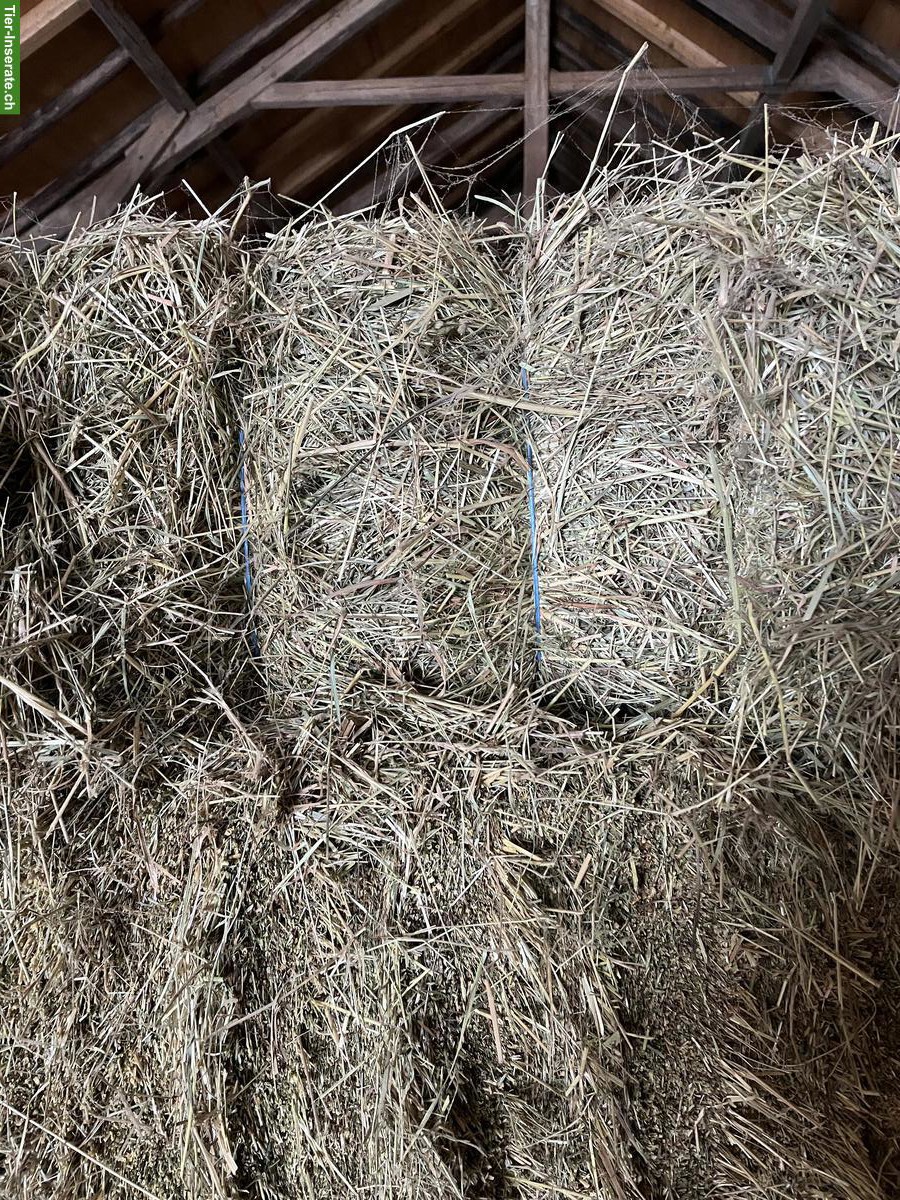 Bild 4: Heu Kleinballen, Pferdeheu zu verkaufen