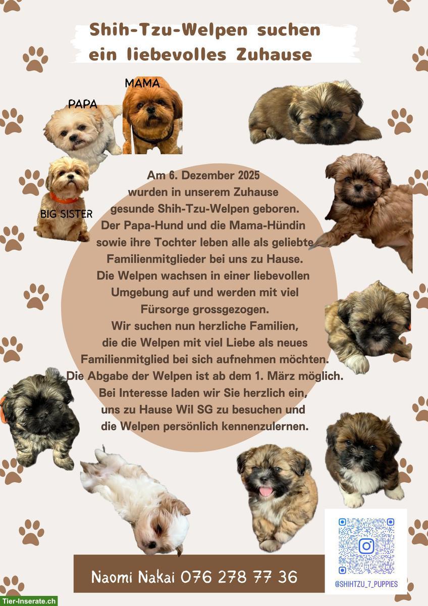 Reinrassige Shih-Tzu Welpen suchen ein neues Zuhause
