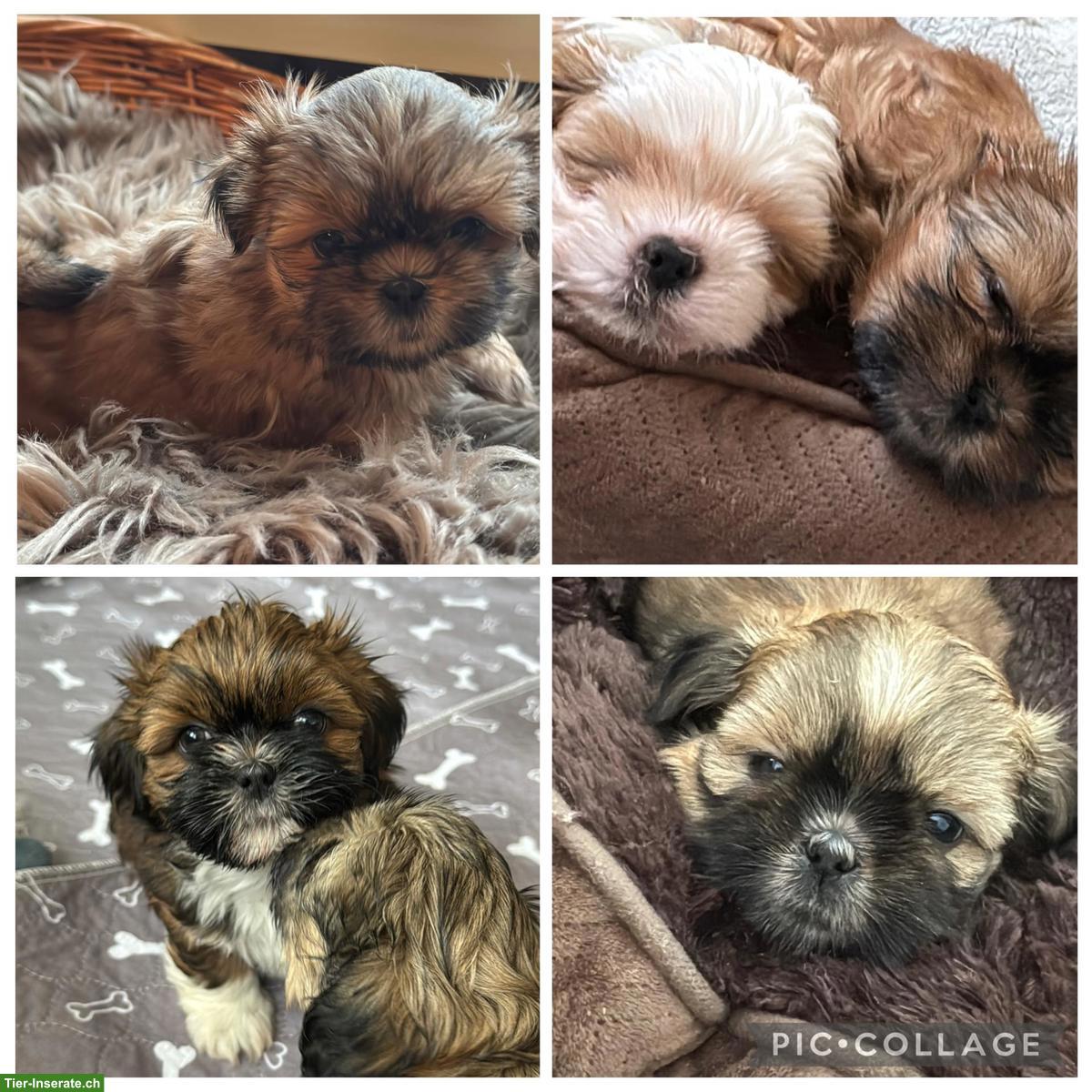 Bild 2: Reinrassige Shih-Tzu Welpen suchen ein neues Zuhause