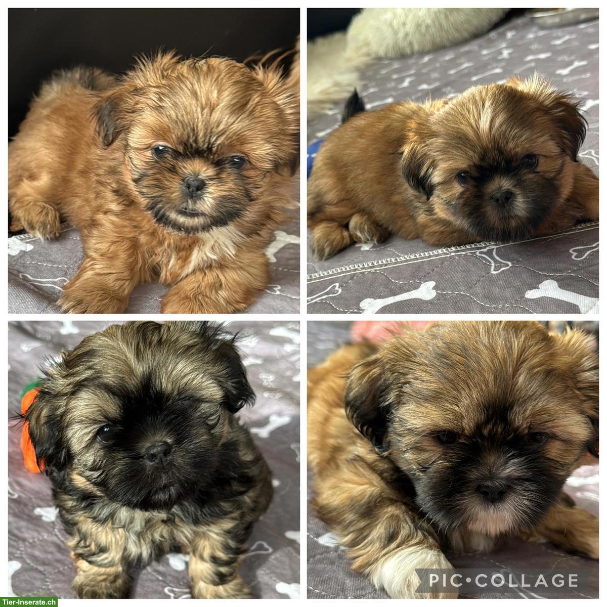 Bild 3: Reinrassige Shih-Tzu Welpen suchen ein neues Zuhause