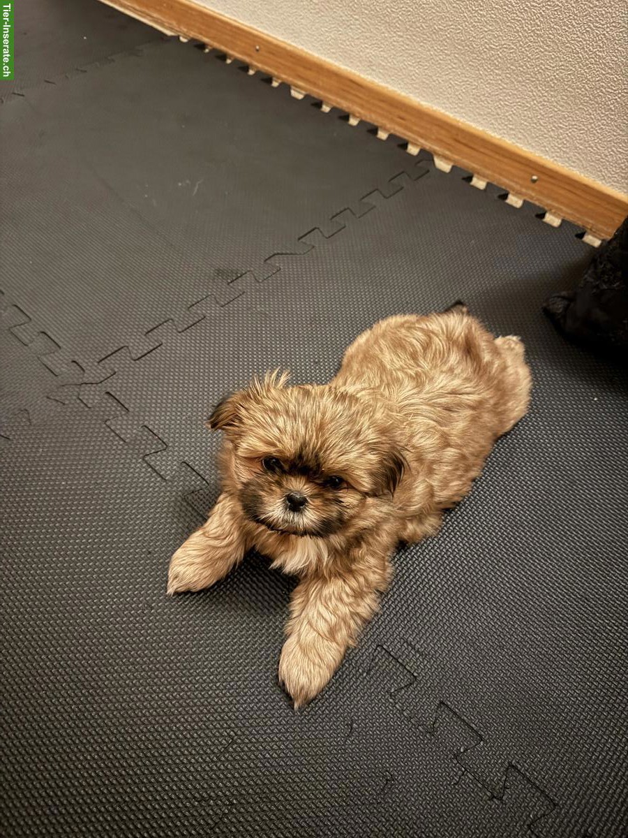 Bild 5: Reinrassige Shih-Tzu Welpen suchen ein neues Zuhause