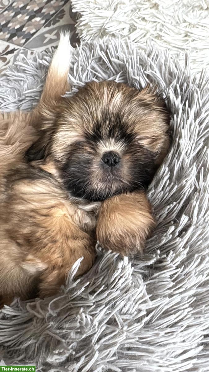 Bild 6: Reinrassige Shih-Tzu Welpen suchen ein neues Zuhause